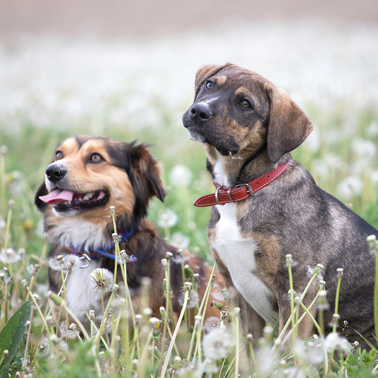 Two dogs in field