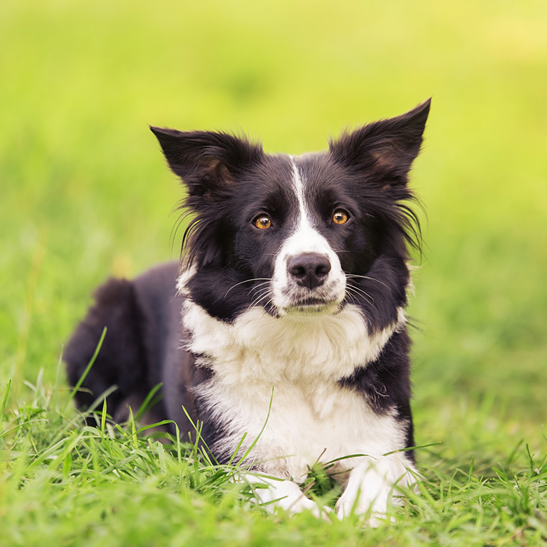 Black and white dog sitting