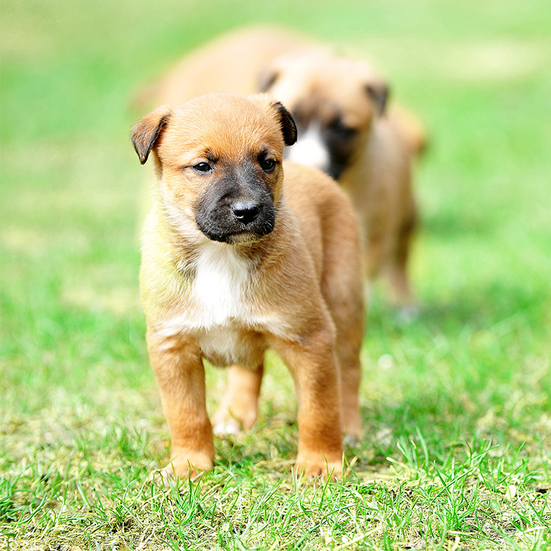 Adorable puppies playing on grass