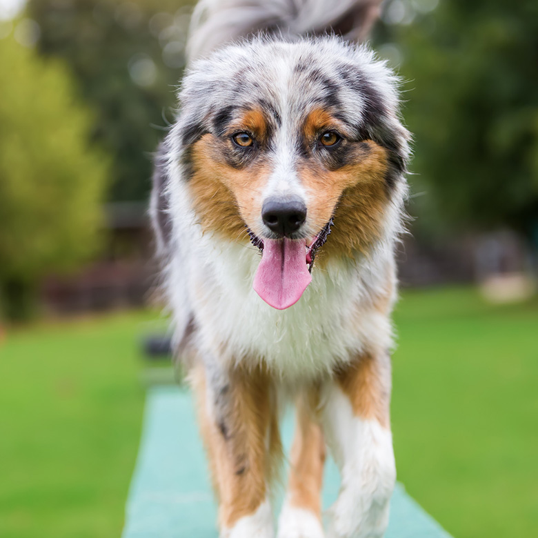 Dog training on agility equipment