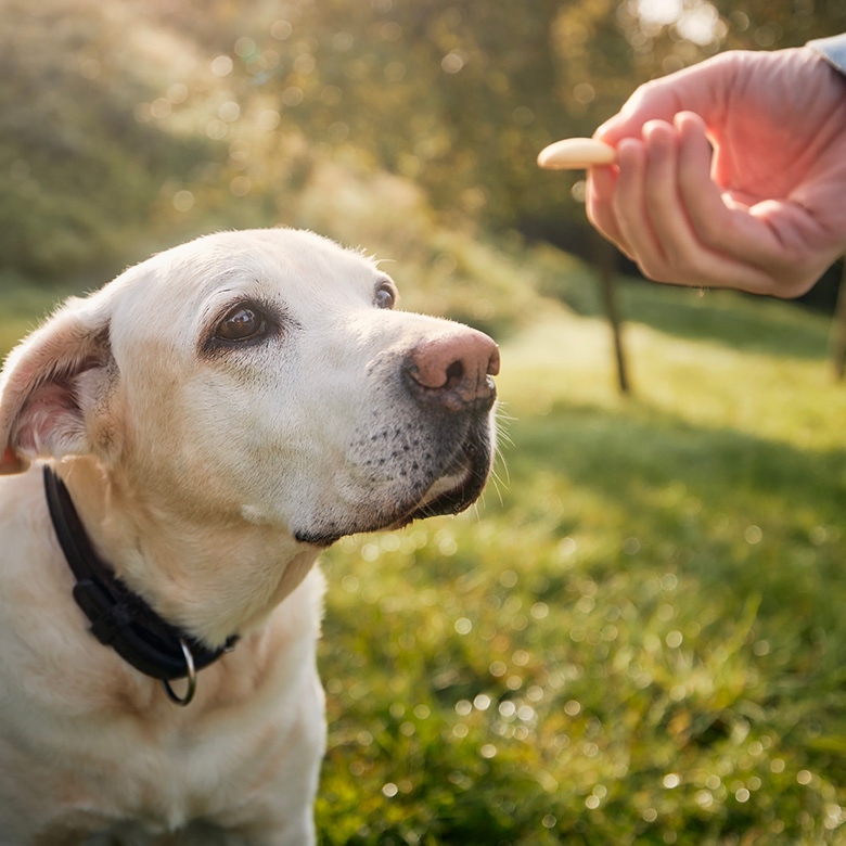 Dog anticipating treat from hand