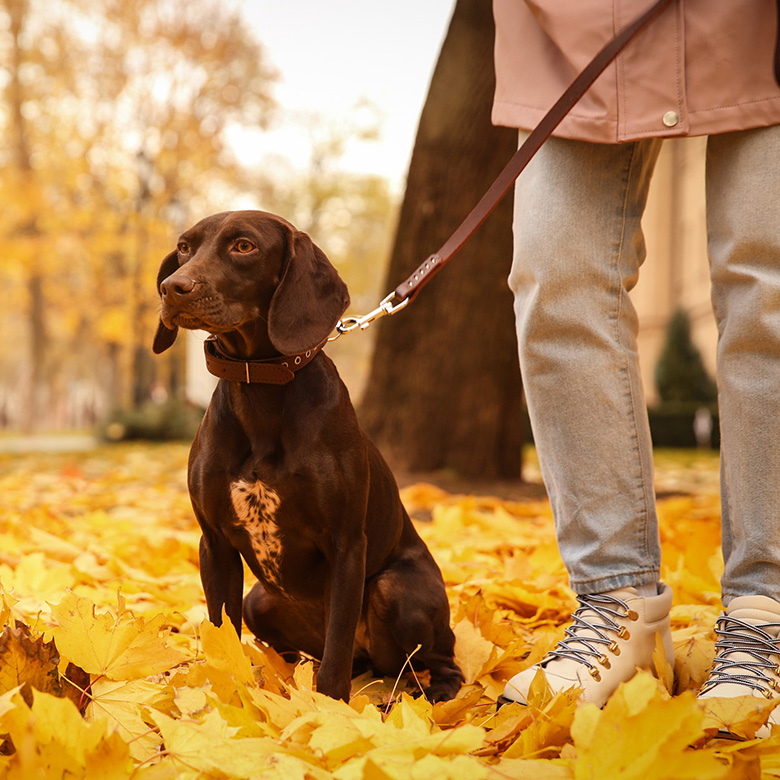 Dog walking service autumn park