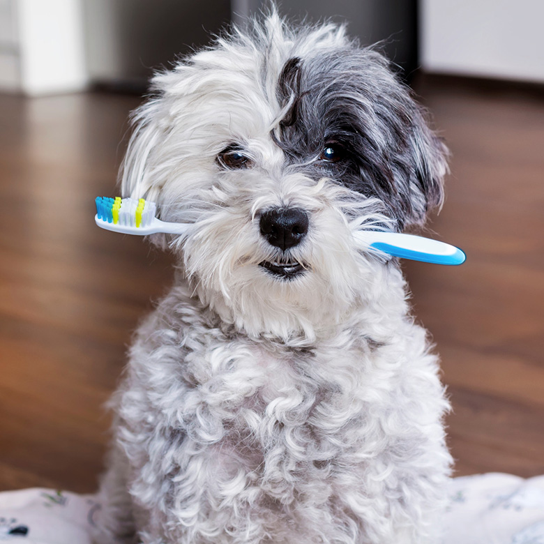 Fluffy dog holding toothbrush