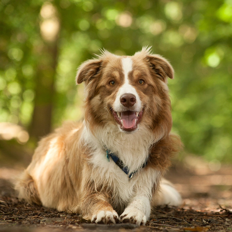 Happy dog in green park