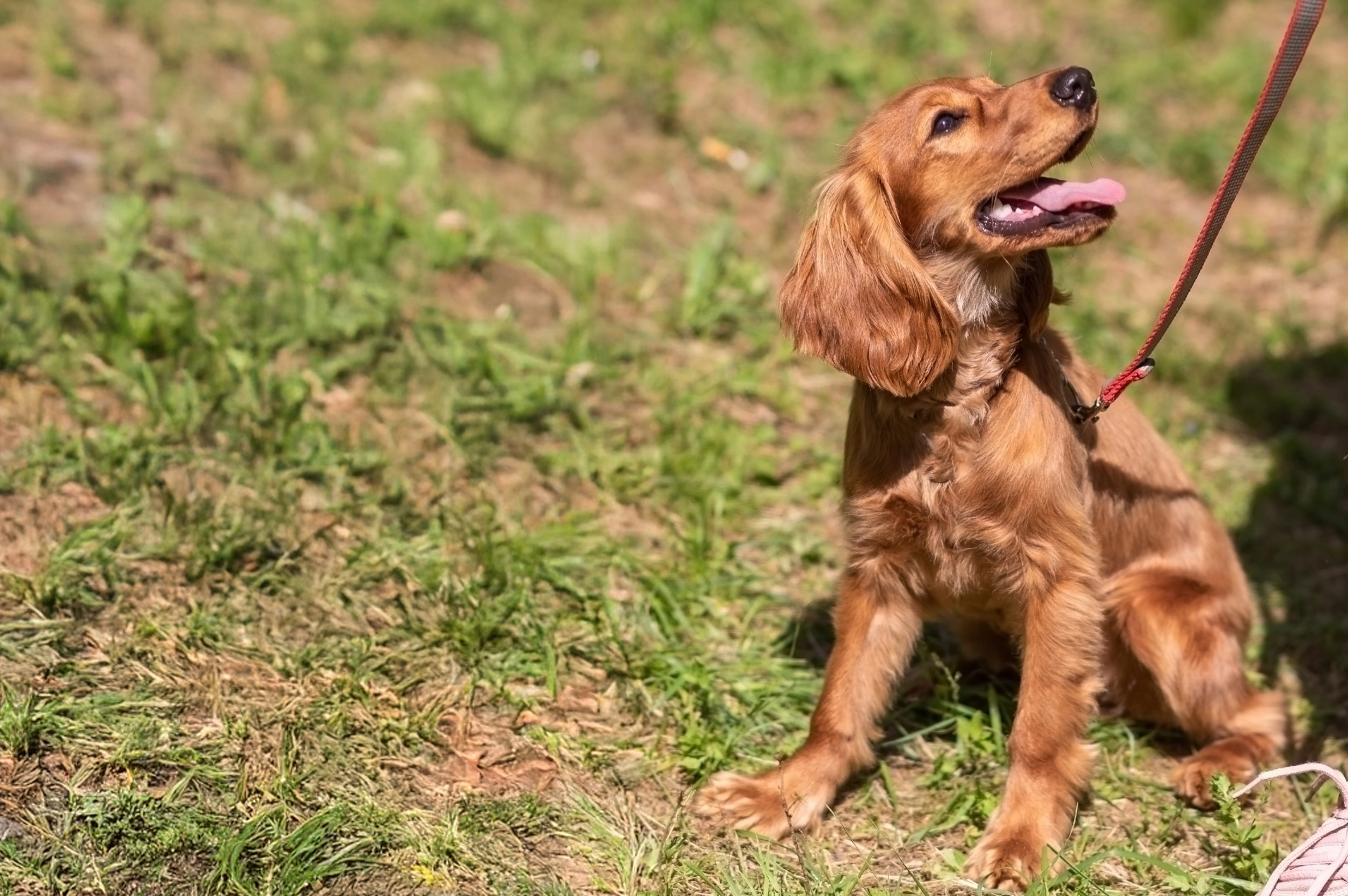 Dog on leash in park