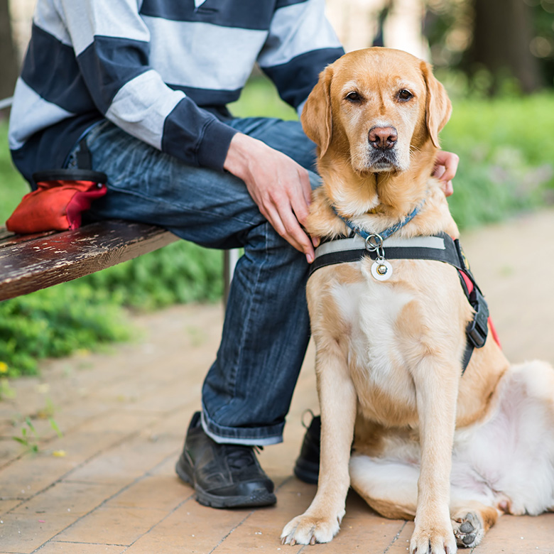 Service dog sitting by handler