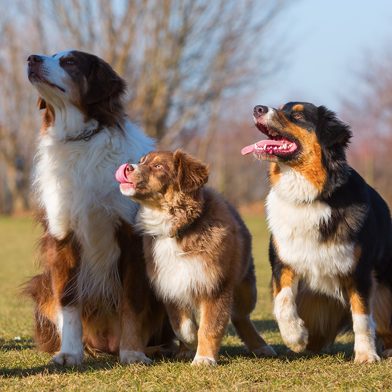 Three happy dogs sitting outdoors