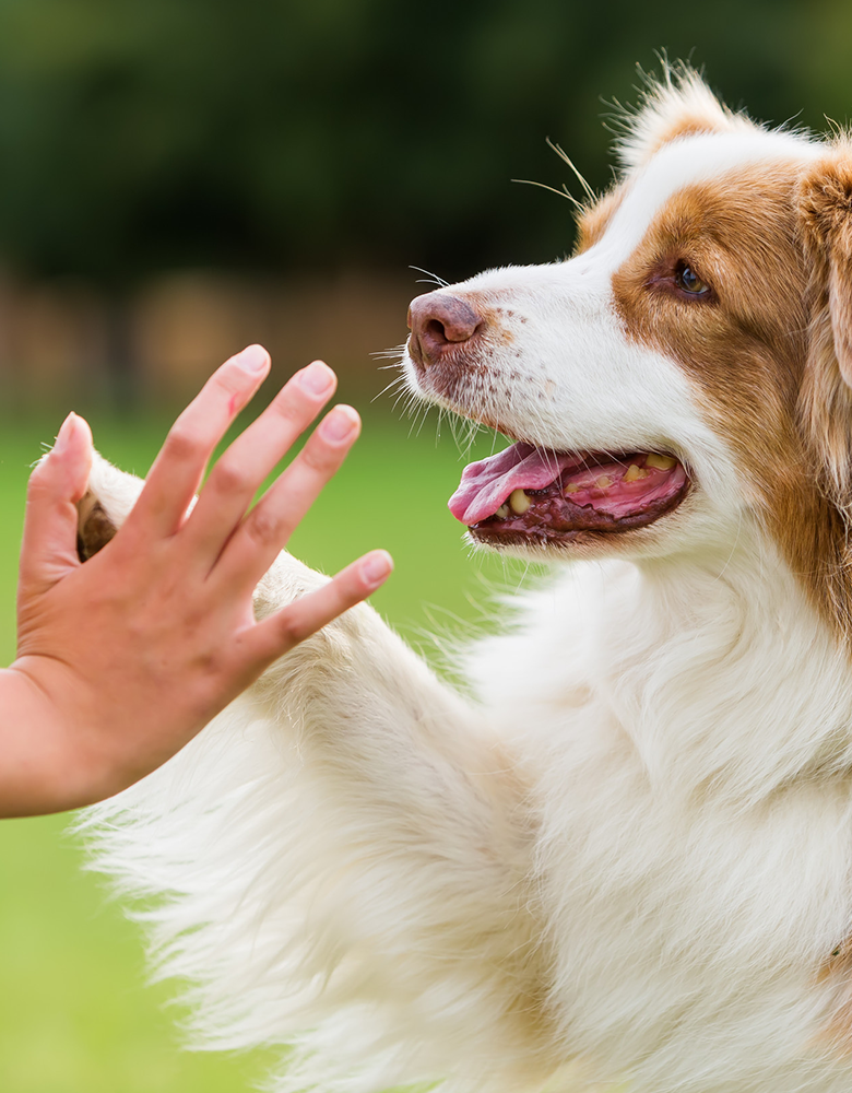 Dog high five training session