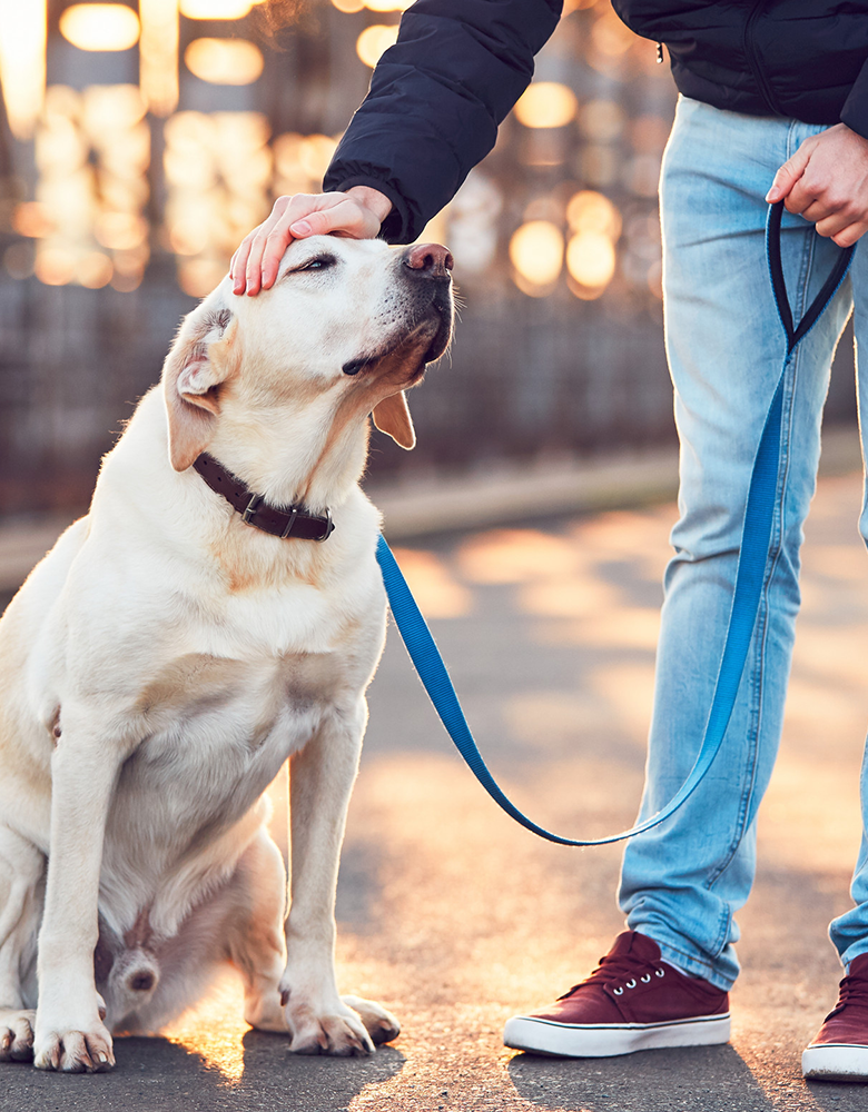 Dog being petted during walk