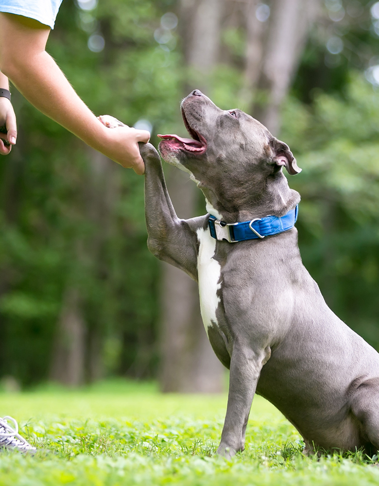 Dog training handshaking session