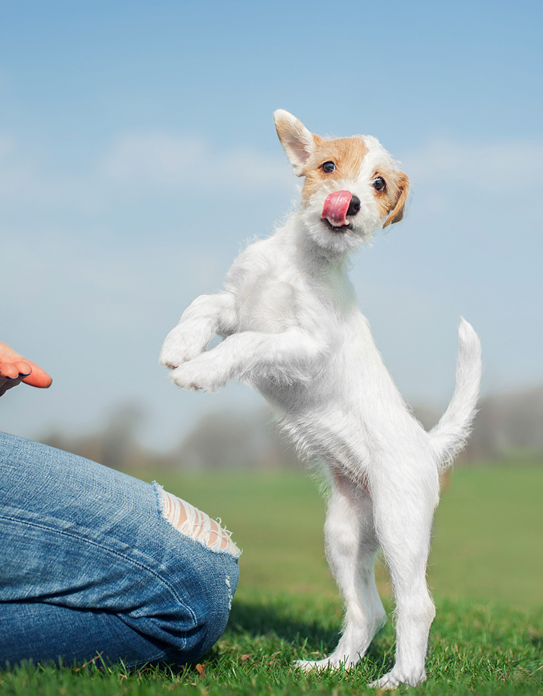 Dog training in the park