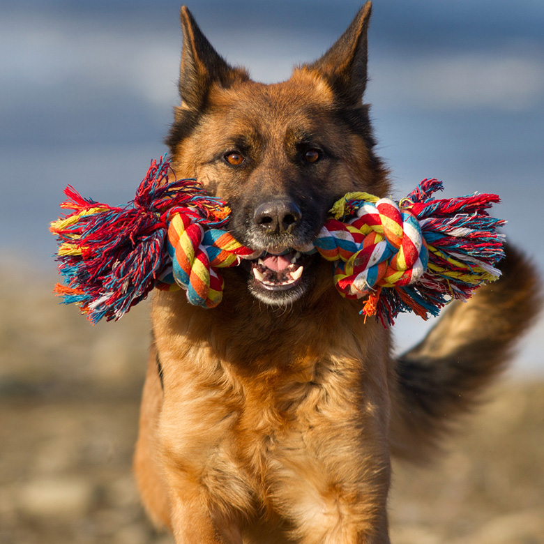 German Shepherd with colorful toy