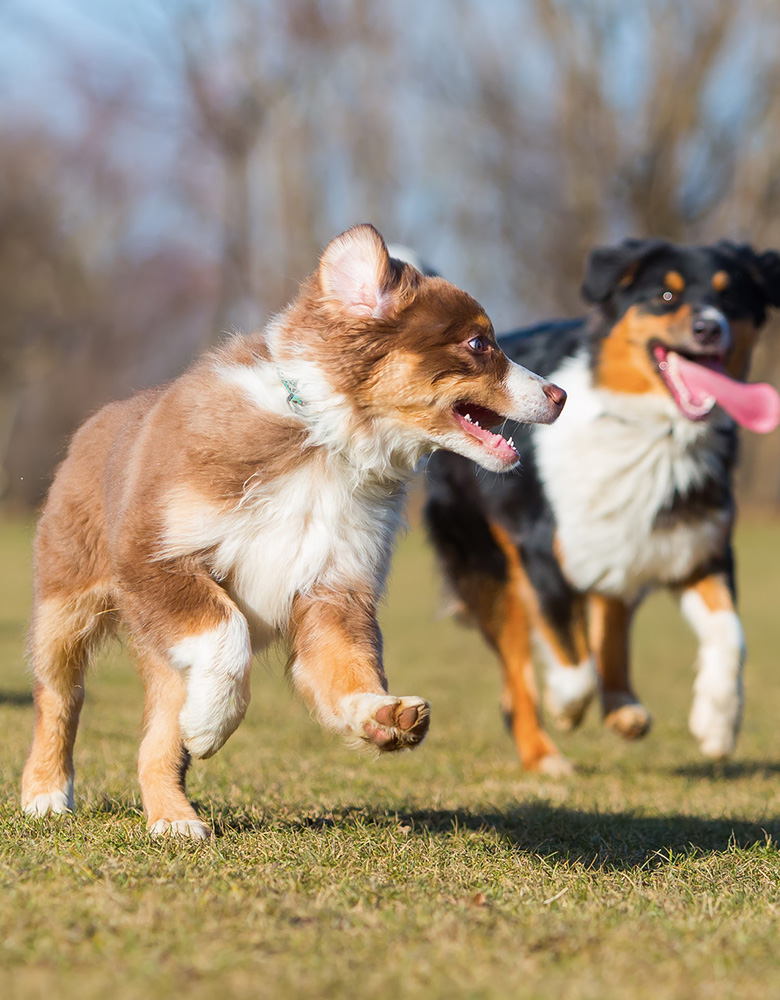 Dogs playing in grassy field