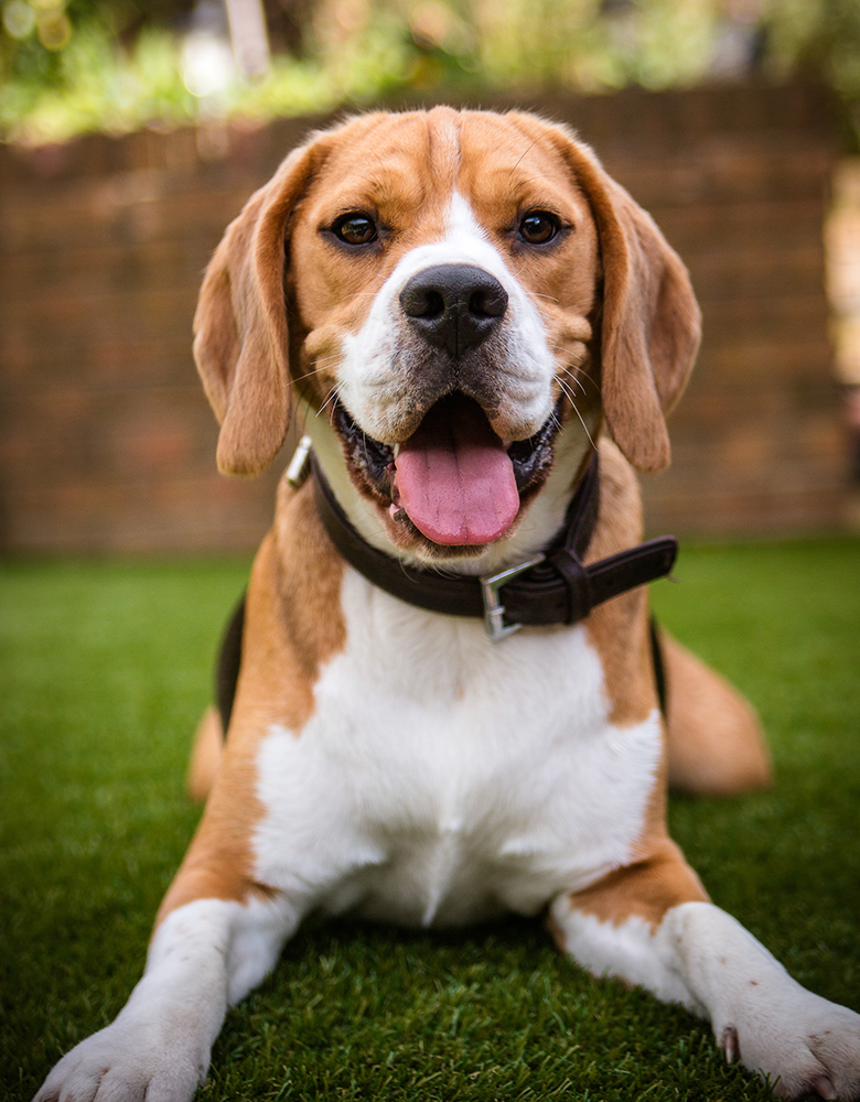 Brown and white dog sitting
