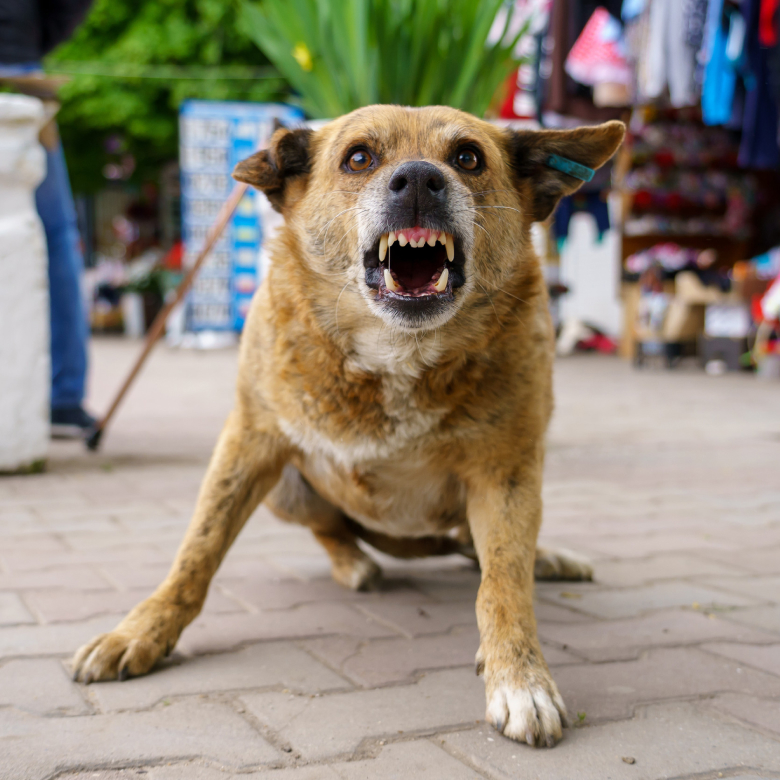 aggressive dog